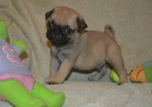 Male &amp; Female Pug Puppies For Adoption