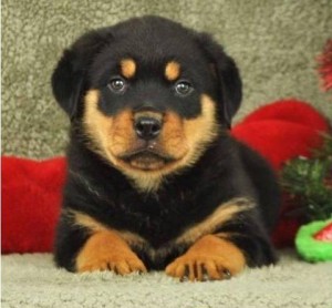 Absolutely agile rottweiler reg. puppies for sale