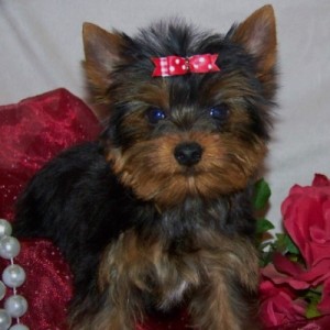 Cute and Adorable Male and female Yorkie puppies