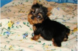 Awesome Cutties teacup Tiny Yorkie puppies for Adoption text (208) 826-7253