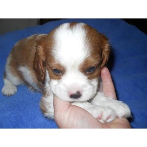 ***Cavalier King Charlea Spaniel Ready to Go ***