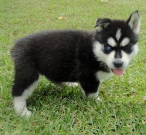 Pure Breed Siberian Husky Puppies