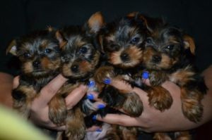 Yorkie Puppies,Top Quality (Yorkshires),AKC Registered,Shots Done!!!