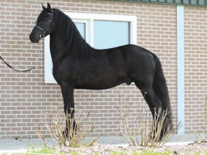 Young Energetic Fresian Gelding Horse For Adoption  Now Ready To Go Home.