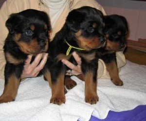 AKC Registered Rottweilers Pups
