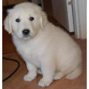 golden retriever puppies for adoption