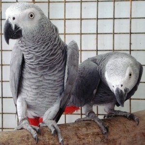 Proven Pairs Of African Greys Great Pair Fully Feathered