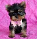 Teacup Yorkie puppies for adoption