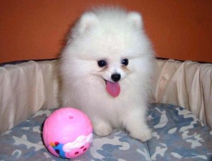 Outstanding  Pomeranian  puppy for new home leave