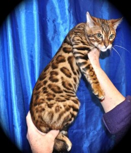 T.I.C.A registered male and female Bengal cats and kittens for sale