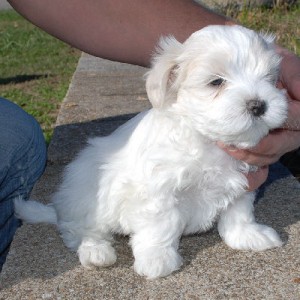 Lovely Male and Female Teacup Maltese Puppies for adoption.(406)-873-1683