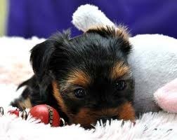 &quot;&quot;&quot;&quot;&quot;Loving Yorkie Puppies Available &quot;&quot;&quot;&quot;&quot;