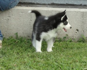 AFFECTIONATE BLUE EYES SIBERIAN HUSKY PUPPIES FOR ADOPTION