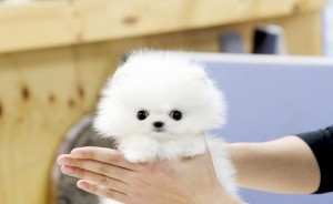 WHITE AND BLACK POMERANIAN PUPPIES FOR ADOPTION