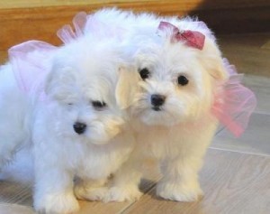 lovely maltese puppies for adoption