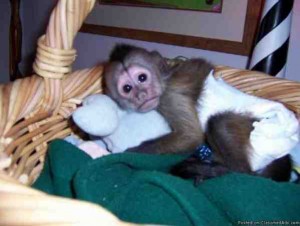 text at (845) 459-4402 lovely baby girl capuchin monkey