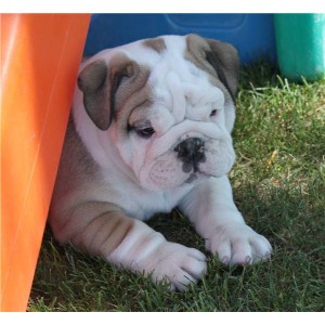 Healthy and Amazing English Bulldog puppies for good homes!!