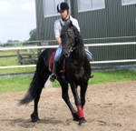 Great Frisian horse for sale