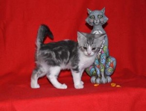 ..House Trained Scottish Fold Kittens For Sale...