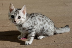 3 LOVELY BENGAL KITTENS FOR ADOPTION