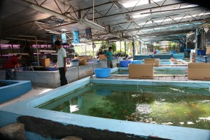 Varities of Arowana fishes for sale