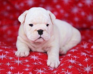 english bulldog puppies for adoption