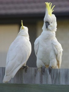 Tame pair of cockatoos