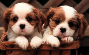 cute and adorable puppies ready for new homes