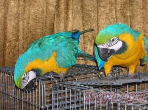 BLUE AND GOLD MACAW PARROTS