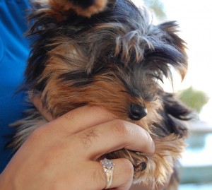 Ready for their new homes cute Toy Teacup Yorkie Puppies