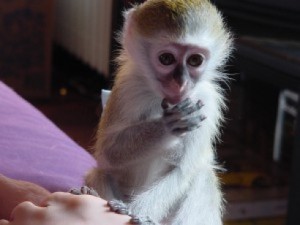 Well healthy and lovely well trained and tamed capuchin monkey