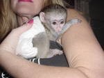 adorable baby mormest capuchin monkeys for free adoption