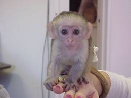 HOME RAISED FEMALE CAPUCHIN MONKEY FOR FREE ADOPTTION