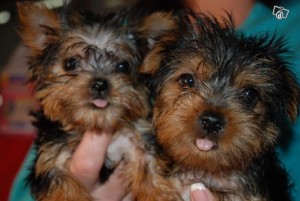 Cute Male and Female Teacup yorkie  Puppies  Adoption.