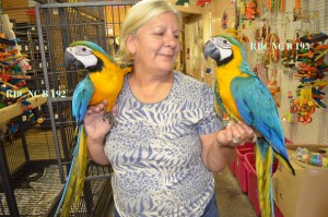 Hyacinth macaws, blue and Gold Macaws