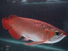Fresh water tropical aquarium fishes for sale and others(208) 994-7191