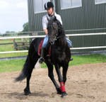 Good male frisian horse for sale