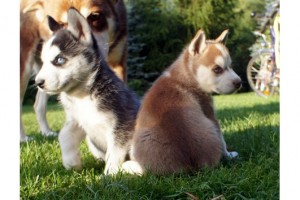 Male and Female Siberian Husky Babies Ready,