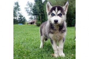 Male and Female Siberian Husky Babies Ready for new home ,