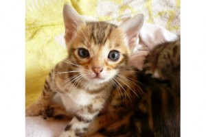 QUALITY Male And Female Bengal Kittens Ready.
