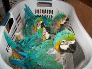 Citron cockatoo pair with other cockatoos