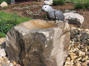 Timneh African Grey Parrot