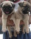 !!!!ADORABLE PUG PUPPIES READY TO GO NOW.!!!!