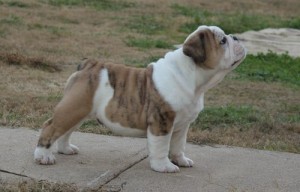 Beautiful miniature English bulldog puppies for sale