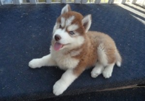 fabulous Siberian husky puppies for lovely kids and families lovers