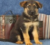 Fabulous German Shepherd puppies for lovely kids and families lovers