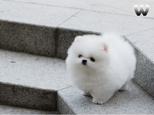 Super adorable! Pomeranian puppies for sale