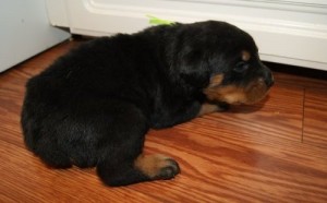Amazing Rottweiler Puppies for Adoption.Text me at 4088687116