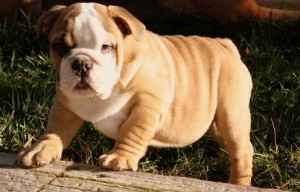 Male and female miniature English Bulldog Puppies Available For sale.