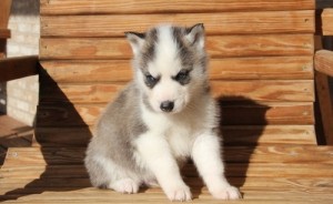SWEET AND LOVELY SIBERIAN HUSKY PUPPIES FOR YOU